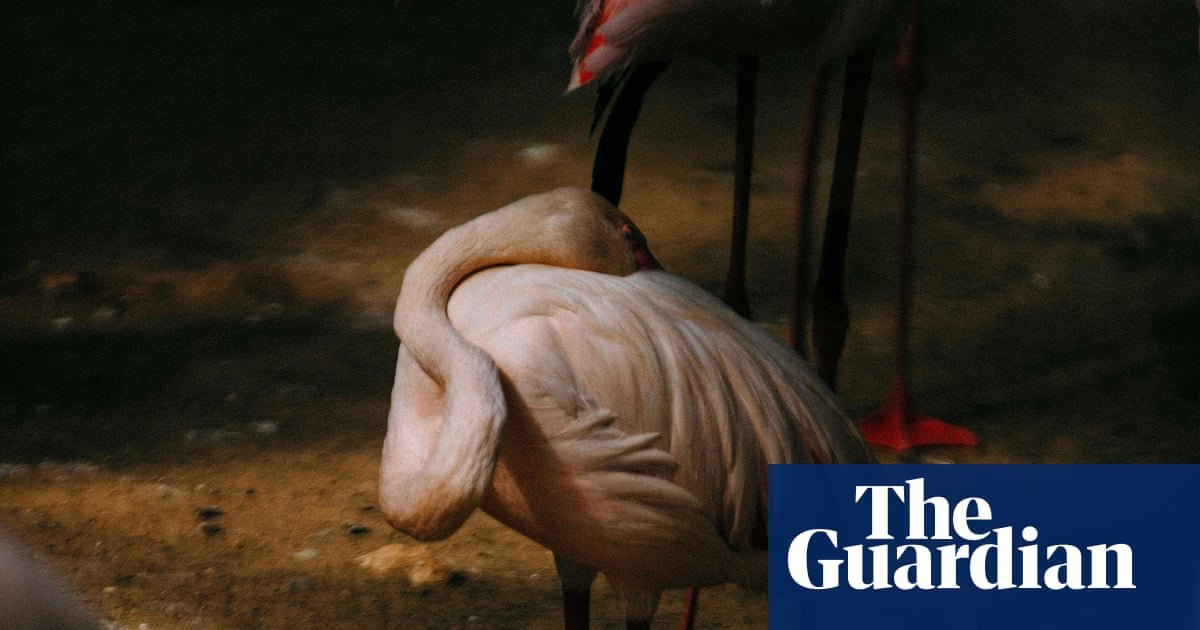 Flamingos, family and fear of nuclear disaster: award-winning photos at C/O Berlin – in pictures