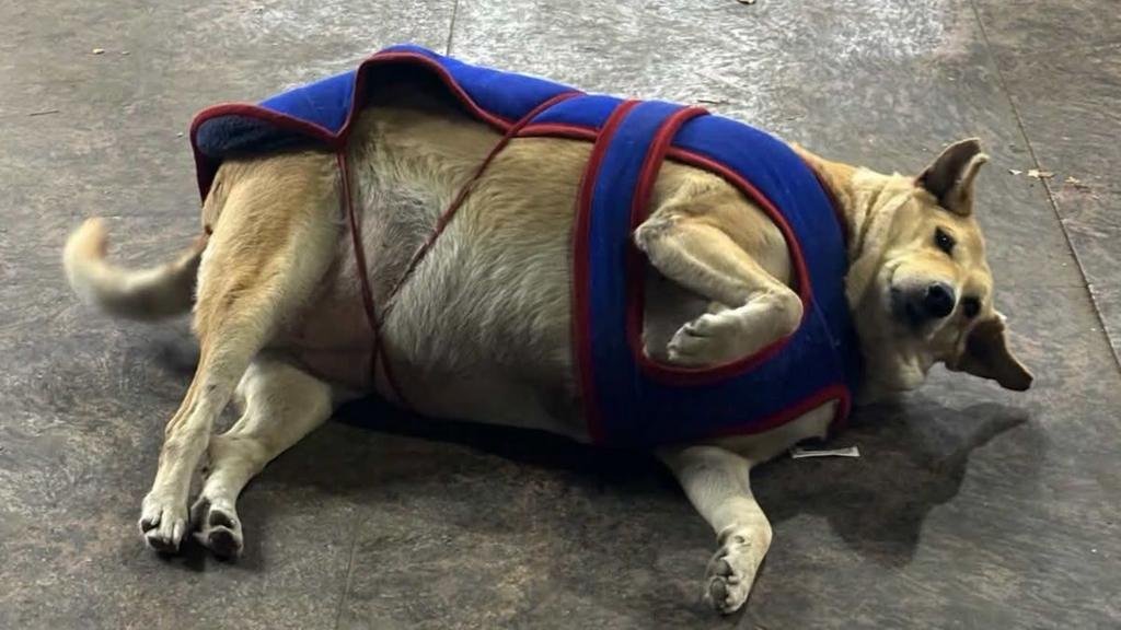 The race to crown the 'fattest dog of Delhi'