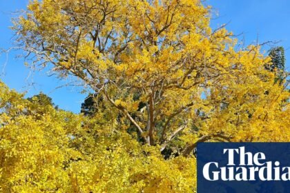 Gums, ginkgos and a golden wych elm: voting for Victoria’s tree of the year