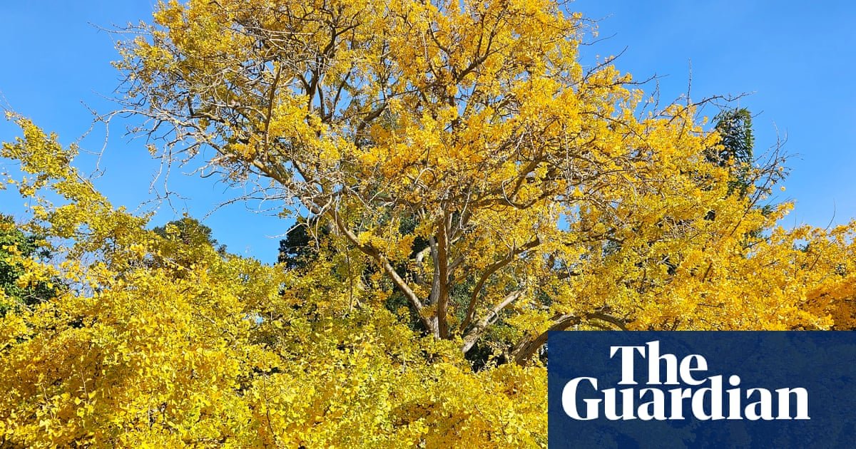 Gums, ginkgos and a golden wych elm: voting for Victoria’s tree of the year