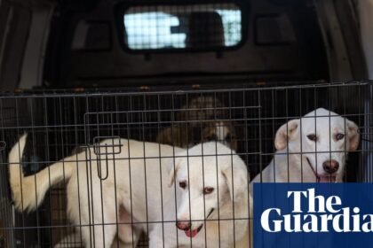 DNA database of UK dogs could help police collar criminals
