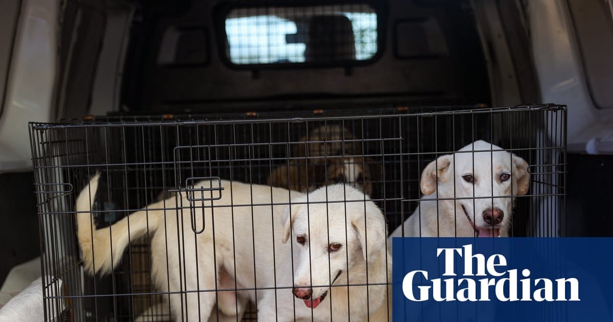 DNA database of UK dogs could help police collar criminals