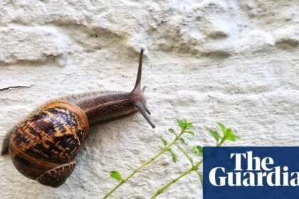 Country diary: The snails are back to reclaim my garden – and leave behind a little artwork | Josie George