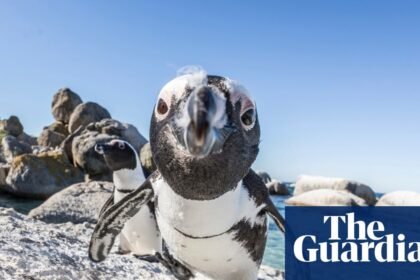 Mass sardine die-off pits survival of South Africa’s penguins against fishers’ livelihoods