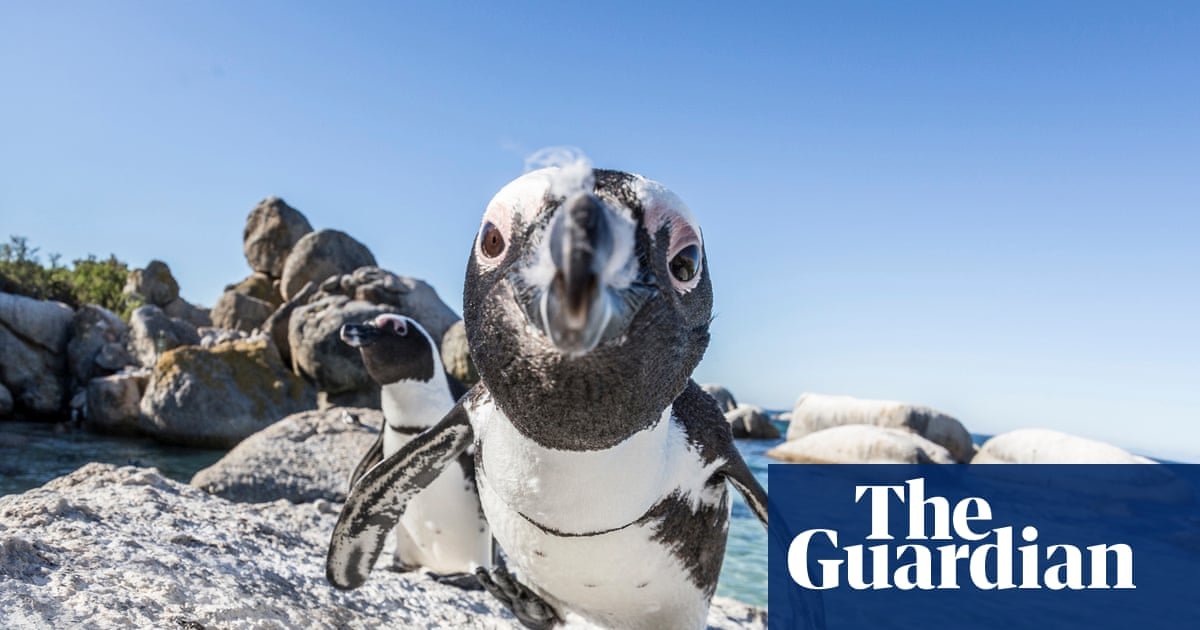 Mass sardine die-off pits survival of South Africa’s penguins against fishers’ livelihoods