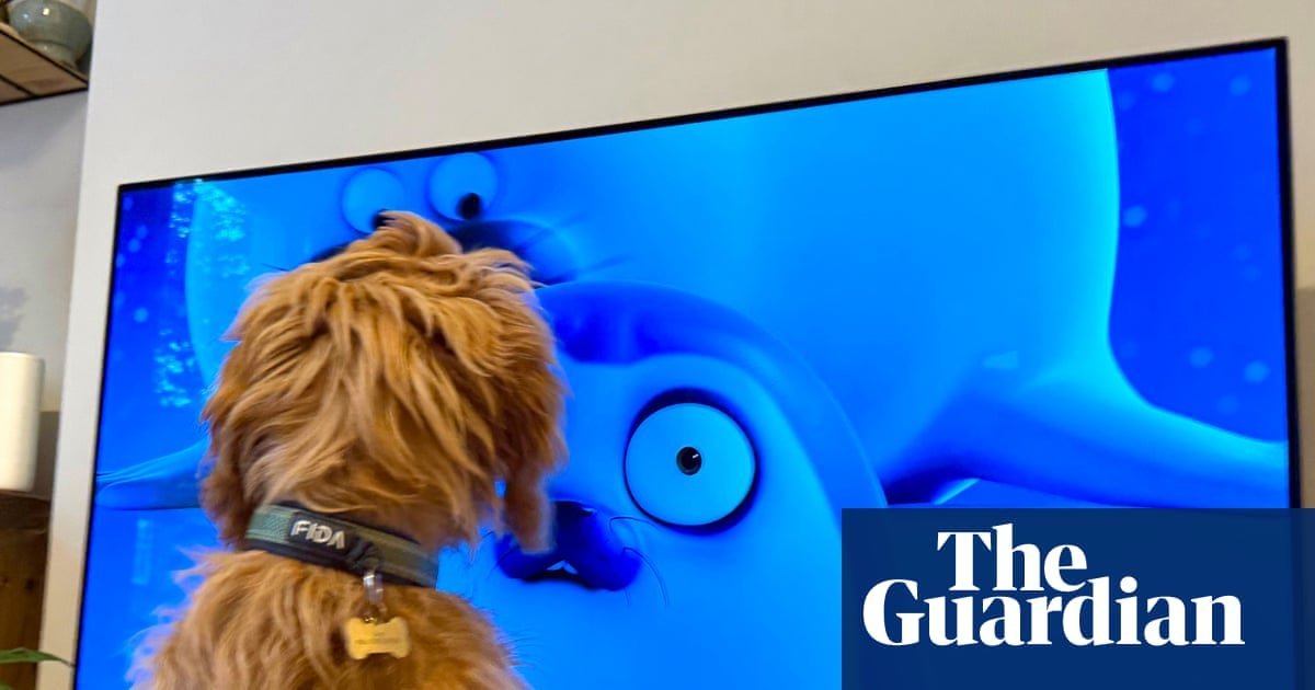 ‘We didn’t set out to make a show for animals!’ The Netflix seal cartoon that’s a huge hit … with pets