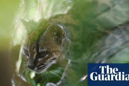 Newly identified Bolivian wildcat 'Tigrino' plays in his enclosure – video