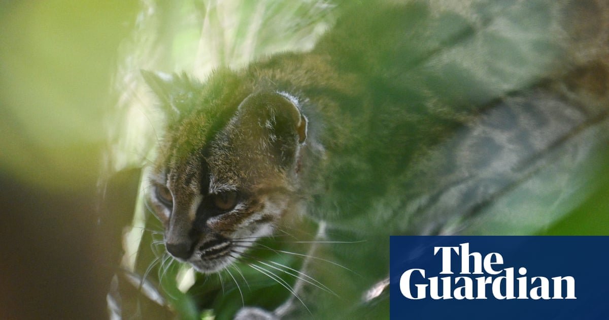 Newly identified Bolivian wildcat 'Tigrino' plays in his enclosure – video