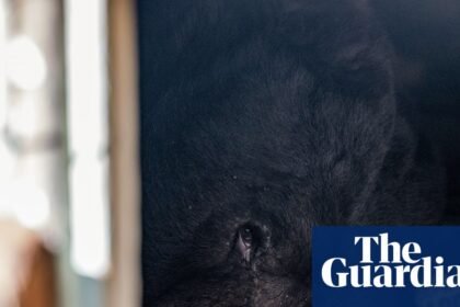 ‘Cute but unbearable’ freeloading bear discovered in another LA crawlspace