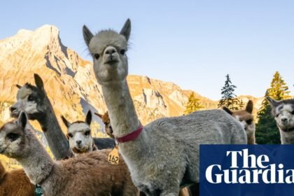 Alpabzug! Swiss mountain alpaca herding – in pictures