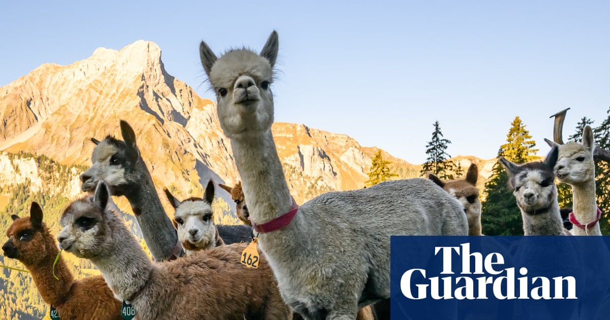 Alpabzug! Swiss mountain alpaca herding – in pictures