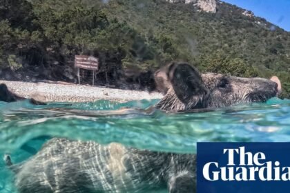 Week in wildlife: swimming pigs, circling sharks and a fox on the cricket pitch