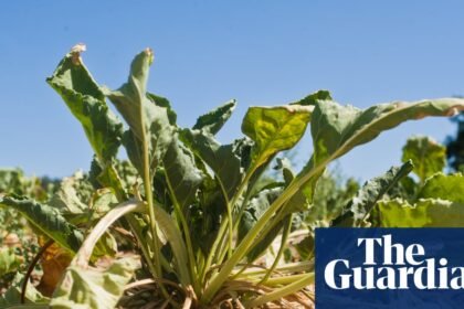 Most of UK’s essential food supply grown in drought-risk areas, report warns
