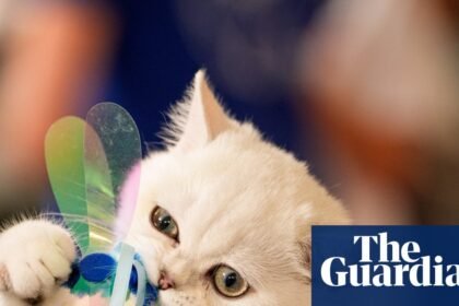 Paws for applause: the Feline Oscars – in pictures