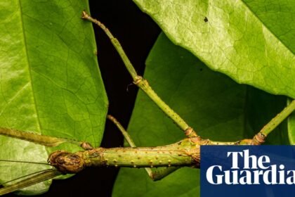 Discovery of new Australian stick insect species reveals case of mistaken identity