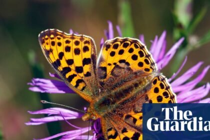 Autumn sunshine could extend Britain’s bumper year for butterflies