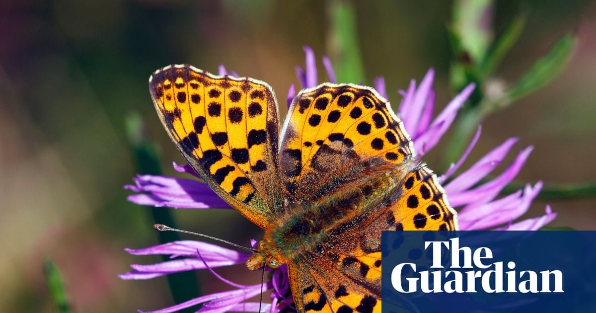 Autumn sunshine could extend Britain’s bumper year for butterflies
