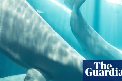Beluga whale rescued from closed Canadian marine park dies in US