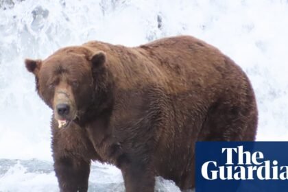 Fat Bear Week has returned – and the salmon are swimming for their lives