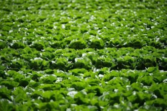 Millions of lettuces ruined by UK aphid outbreak