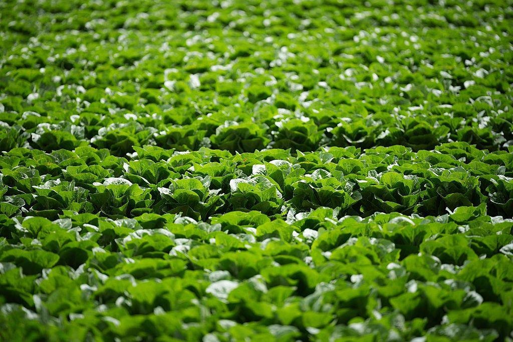 Millions of lettuces ruined by UK aphid outbreak