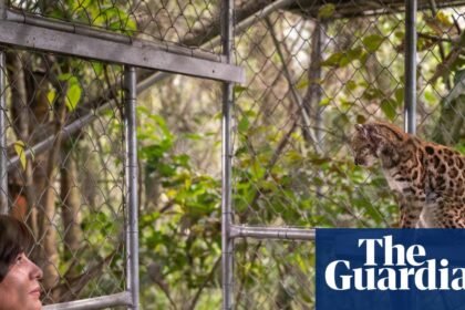 New cat species identified in Bolivia for first time in more than a century