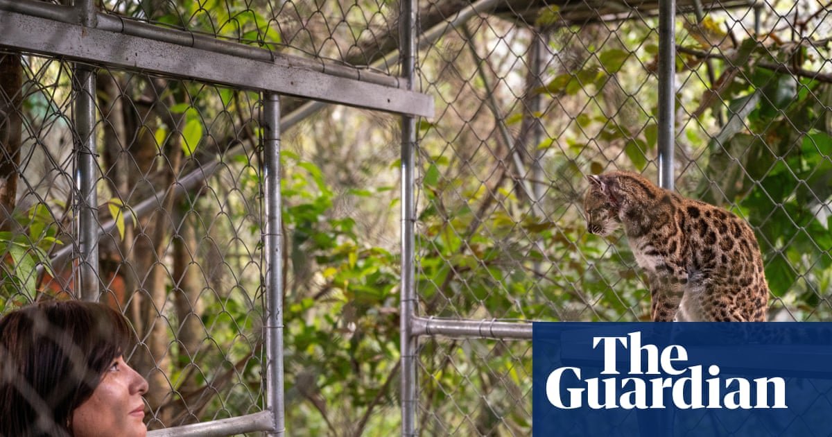 New cat species identified in Bolivia for first time in more than a century