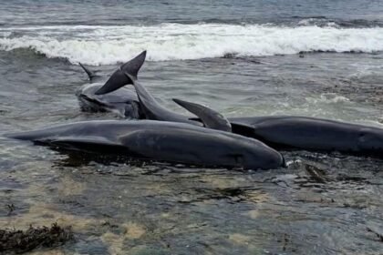 Two pilot whales dead after mass stranding