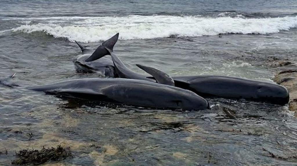 Two pilot whales dead after mass stranding