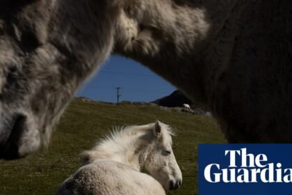 The endangered wild ponies of Eriskay in the Outer Hebrides – a photo essay