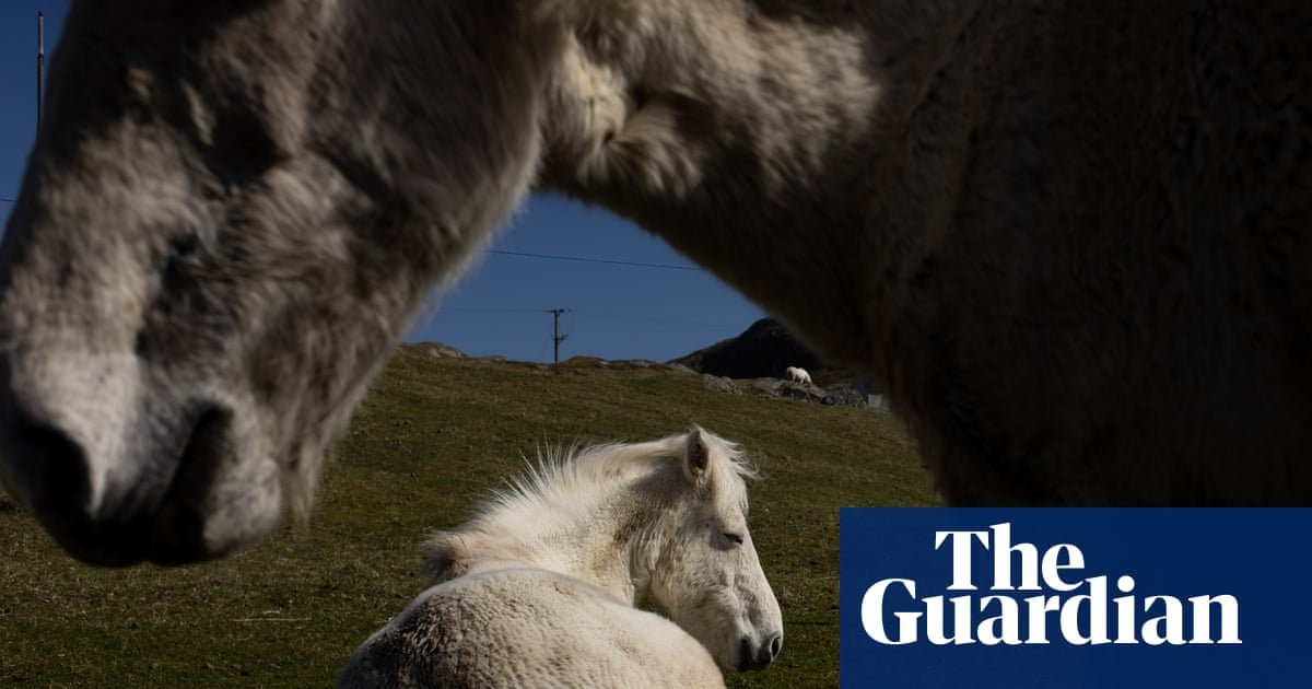 The endangered wild ponies of Eriskay in the Outer Hebrides – a photo essay