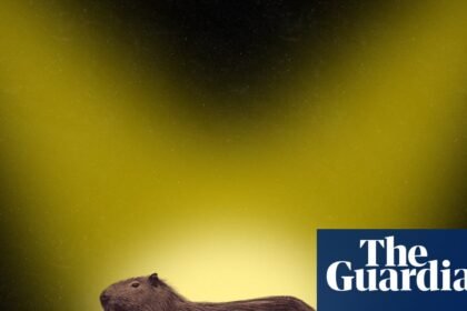 ‘I just saw this furry brown bottom disappear!’ In search of Samba – the fearless fugitive capybara