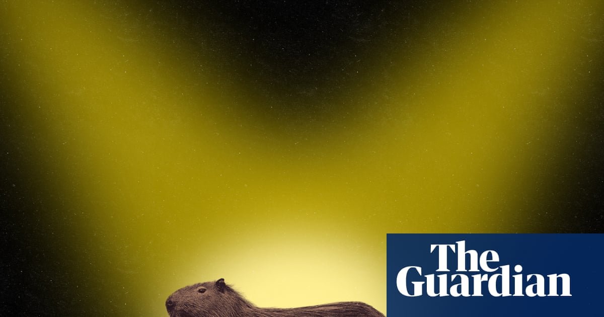 ‘I just saw this furry brown bottom disappear!’ In search of Samba – the fearless fugitive capybara