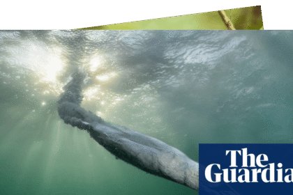 Winners of bird photographer of the year 2026 – in pictures