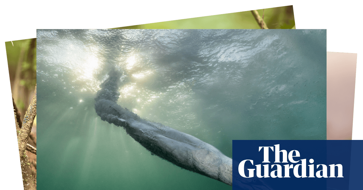 Winners of bird photographer of the year 2026 – in pictures