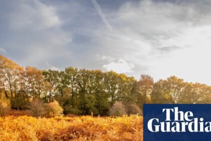 Could you be an ‘autumn spotter’? Public asked to track changing colours of trees in England