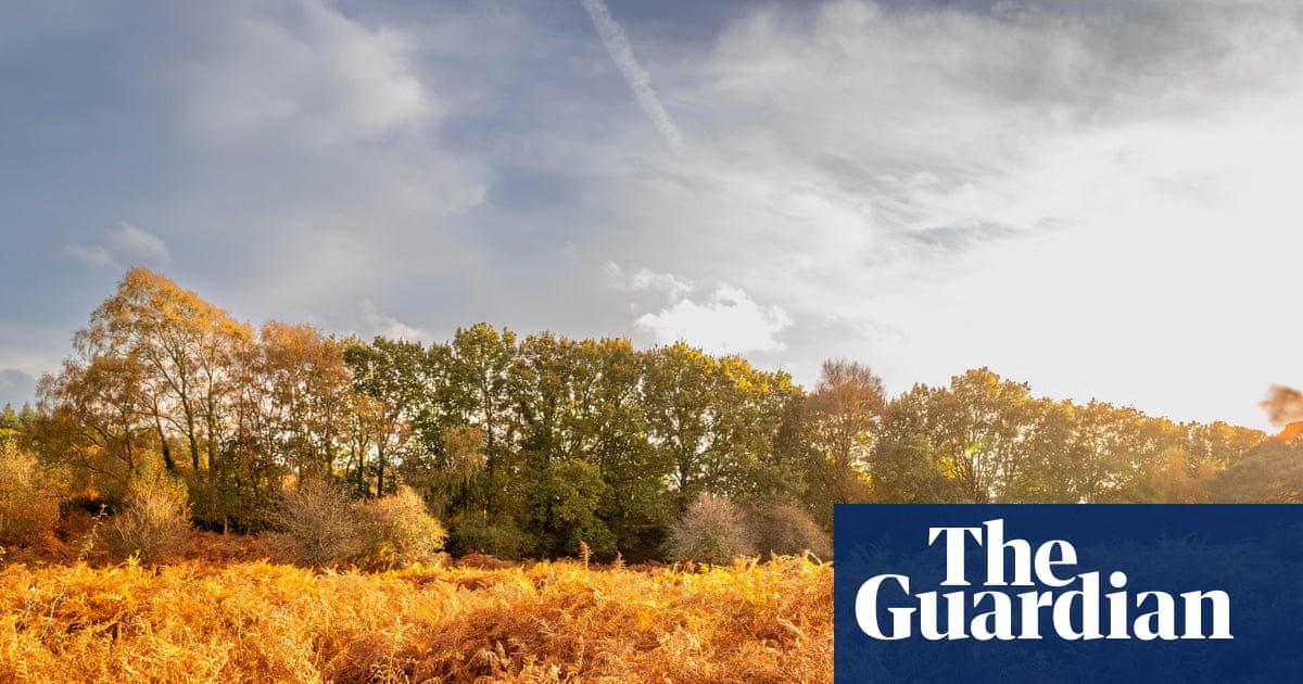 Could you be an ‘autumn spotter’? Public asked to track changing colours of trees in England