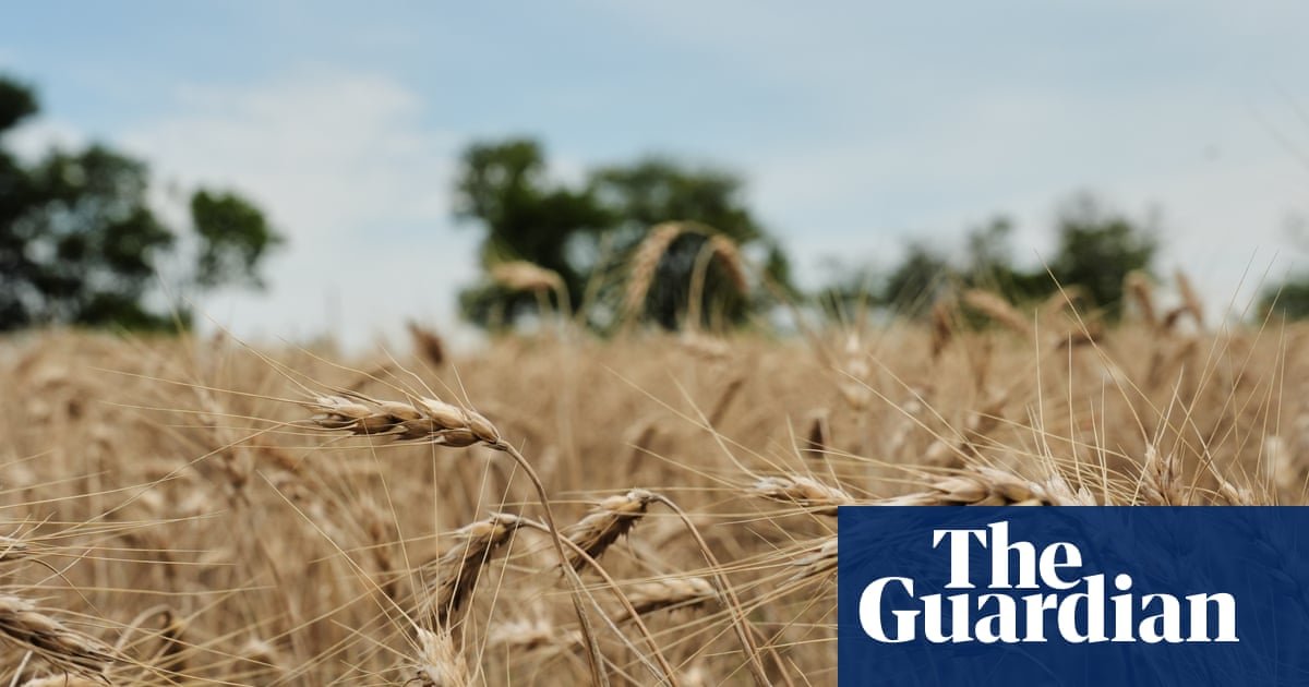 US wheat farmers navigate uncertainty amid drought and geopolitical chaos
