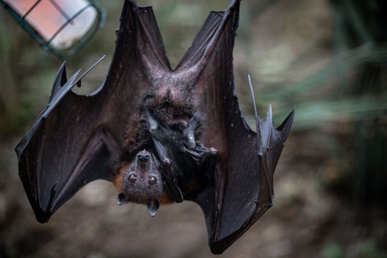 Record rabid bat numbers spark Los Angeles County health warning