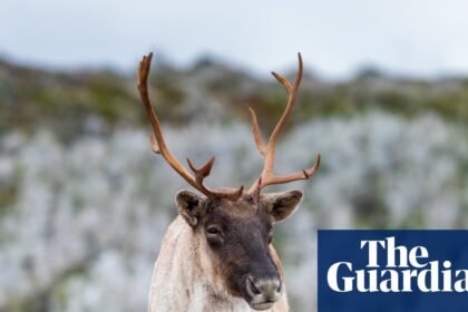 Millions of dollars in funding but still no plan: can Quebec save its caribou from extinction?