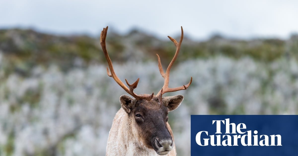 Millions of dollars in funding but still no plan: can Quebec save its caribou from extinction?
