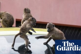 ‘It’s hard to sell a house when it’s covered in baboon faeces’: Cape Town divided over plan to remove its monkeys