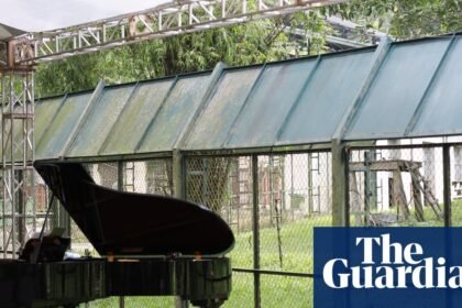 Rescued bears enjoy private piano concert – video