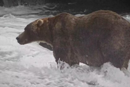 'Backpack' declared Alaska's Fat Bear Week winner