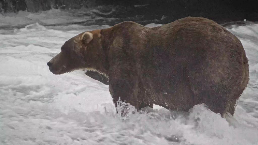 'Backpack' declared Alaska's Fat Bear Week winner