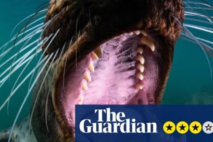 North Sea, Nature Untamed review – stunning footage finds the beauty and splendour under the water