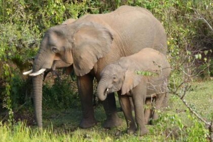 Elephants use medicinal plants to treat themselves, researchers find