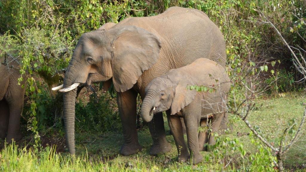 Elephants use medicinal plants to treat themselves, researchers find