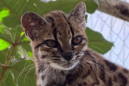 New wild cat species discovered - with only one known living member