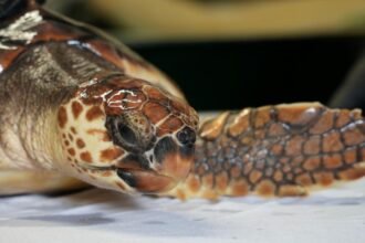Betty the 'cold-stunned' turtle set for Azores release